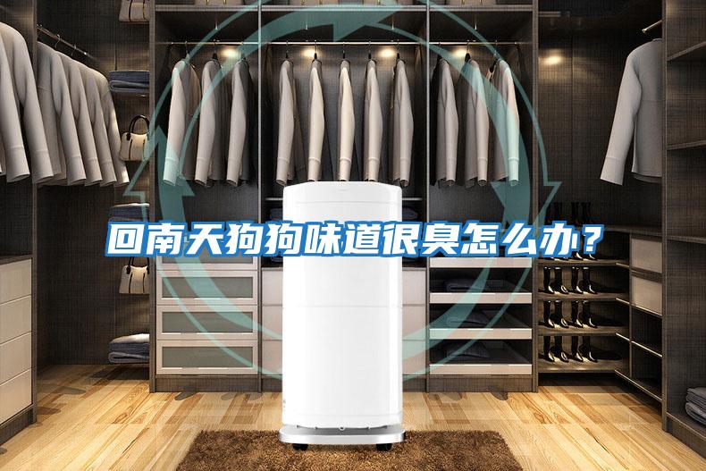 回南天狗狗味道很臭怎么辦？