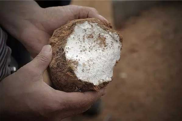 茯苓干燥易碎裂吸濕怎么辦？茯苓烘干機助力企業規?；a!